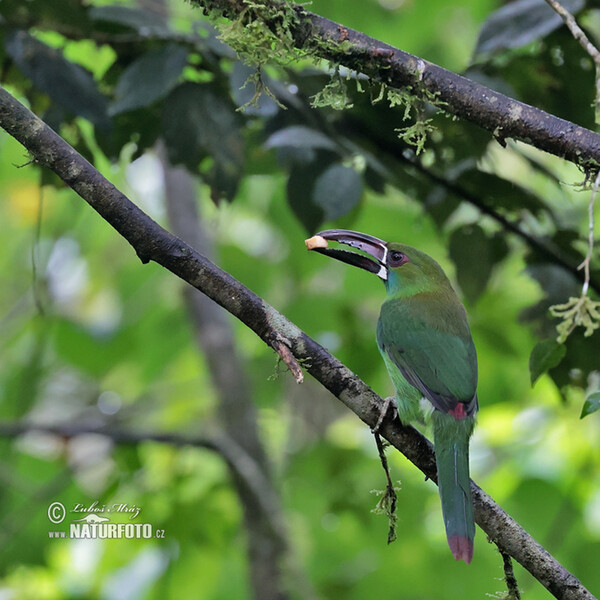 Arassari rudokostřecový (Aulacorhynchus haematopygus)