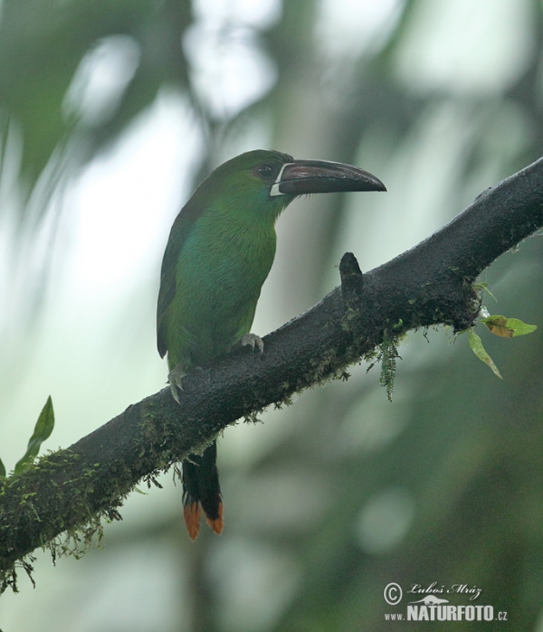 Arassari rudokostřecový (Aulacorhynchus haematopygus)