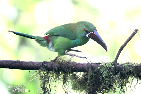 Arassari rudokostřecový (Aulacorhynchus haematopygus)