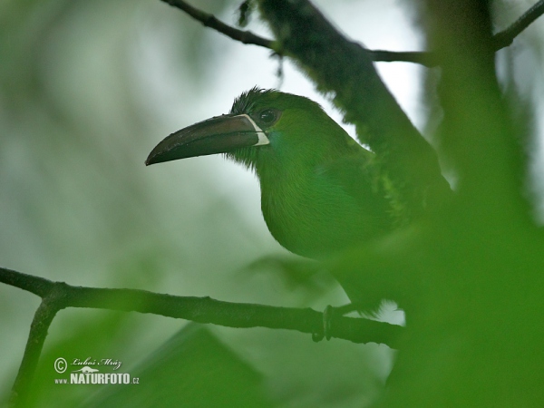 Arassari rudokostřecový (Aulacorhynchus haematopygus)