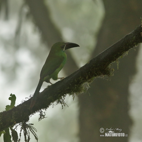 Arassari rudokostřecový (Aulacorhynchus haematopygus)