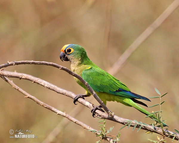 Aratinga žlutočelý (Eupsittula aurea)