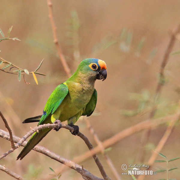 Aratinga žlutočelý (Eupsittula aurea)