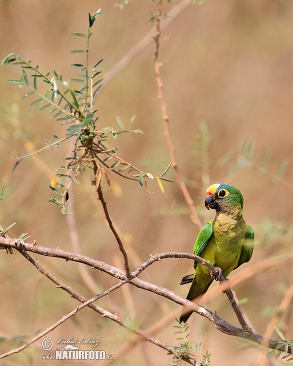 Aratinga žlutočelý (Eupsittula aurea)