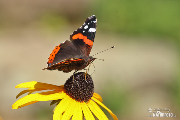 Babočka admirál (Vanessa atalanta)