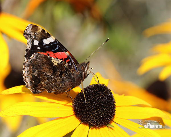 Babočka admirál (Vanessa atalanta)