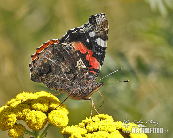 Babôčka admirálska (Vanessa atalanta)