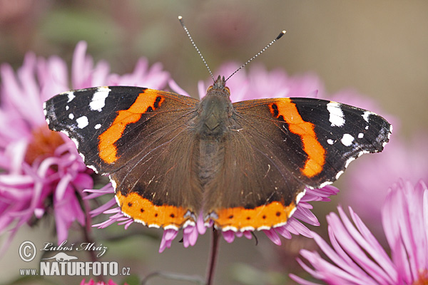 Babôčka admirálska (Vanessa atalanta)