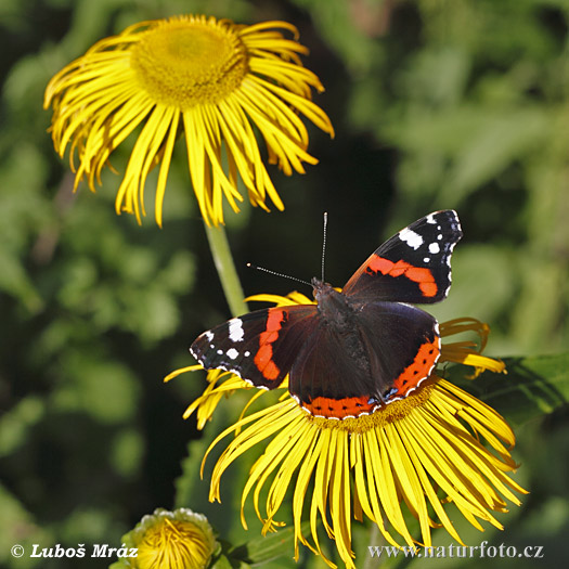 Babôčka admirálska (Vanessa atalanta)