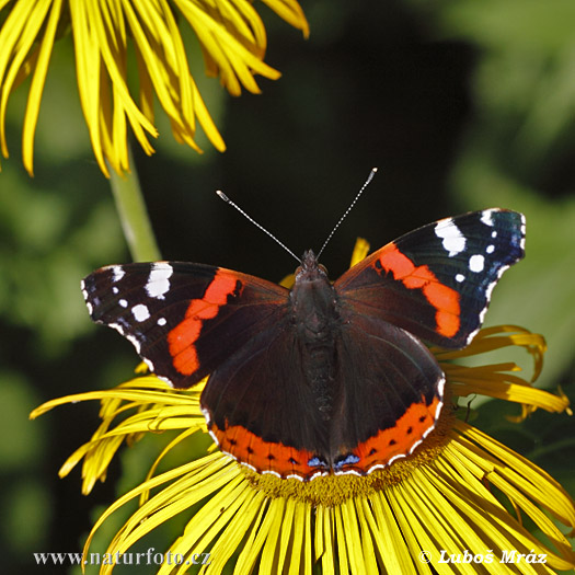 Babôčka admirálska (Vanessa atalanta)