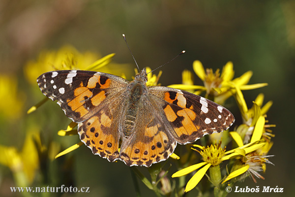 Babôčka bodliakova (Vanessa cardui)