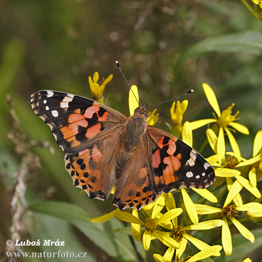 Babôčka bodliakova (Vanessa cardui)