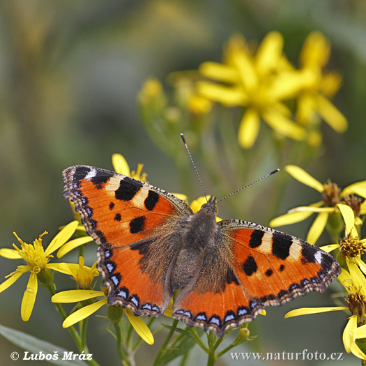 Babôčka pŕhľavová (Aglais urticae)