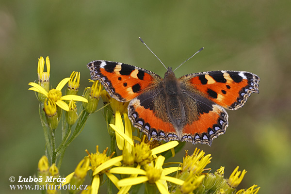 Babôčka pŕhľavová (Aglais urticae)