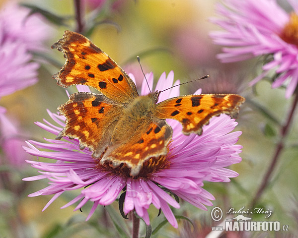 Babôčka zubatokrídla (Polygonia c-album)