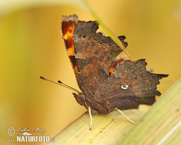 Babôčka zubatokrídla (Polygonia c-album)