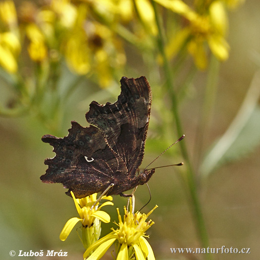 Babôčka zubatokrídla (Polygonia c-album)