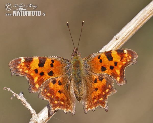 Babôčka zubatokrídla (Polygonia c-album)