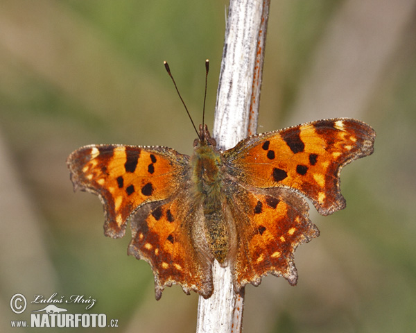 Babôčka zubatokrídla (Polygonia c-album)