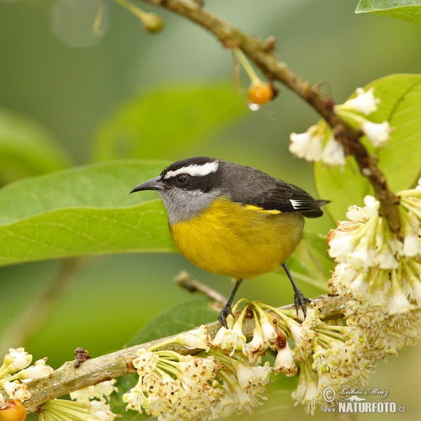 Banakit americký (Coereba flaveola)