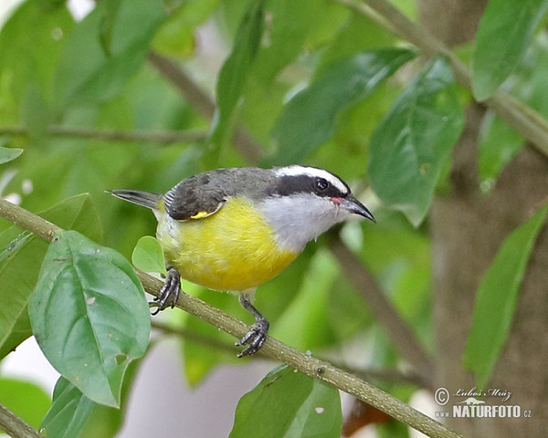 Banakit americký (Coereba flaveola)