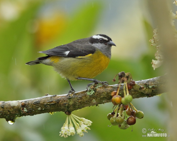 Banakit americký (Coereba flaveola)