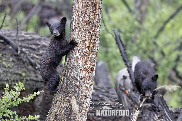 Baribal (Ursus americanus)