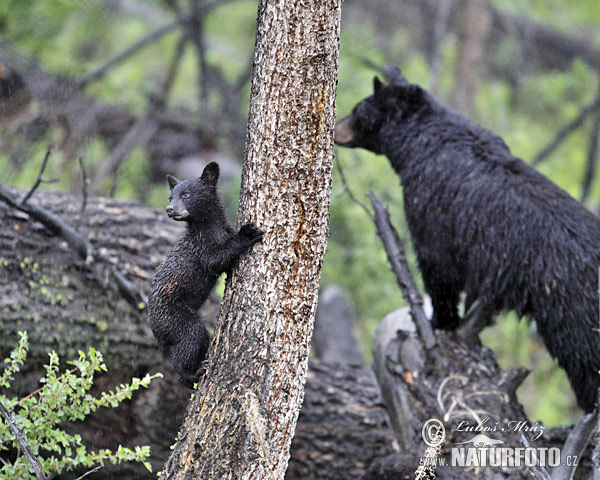 Baribal (Ursus americanus)