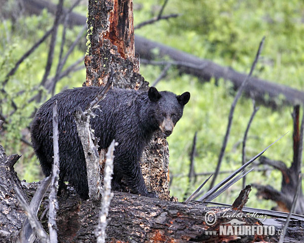 Baribal (Ursus americanus)