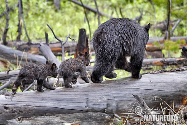 Baribal (Ursus americanus)