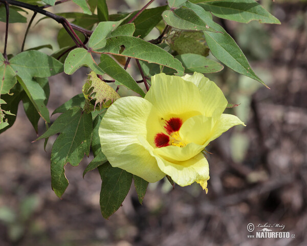 Bavlník Darwinův (Gossypium darwinii)