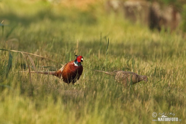 Bažant obecný (Phasianus colchicus)