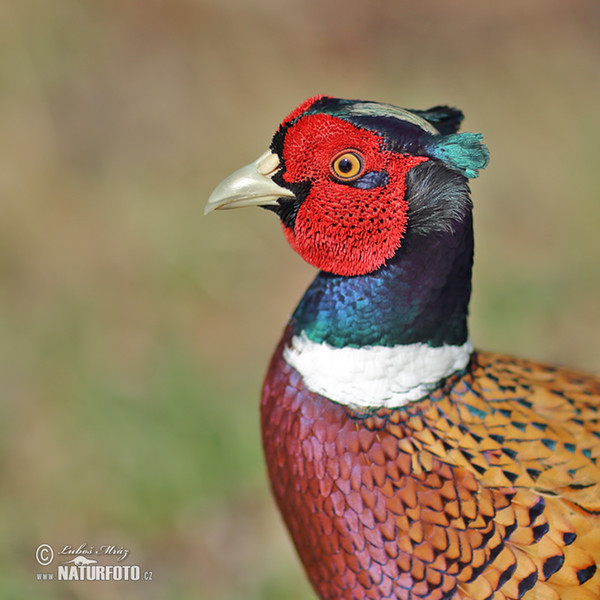 Bažant obecný (Phasianus colchicus)