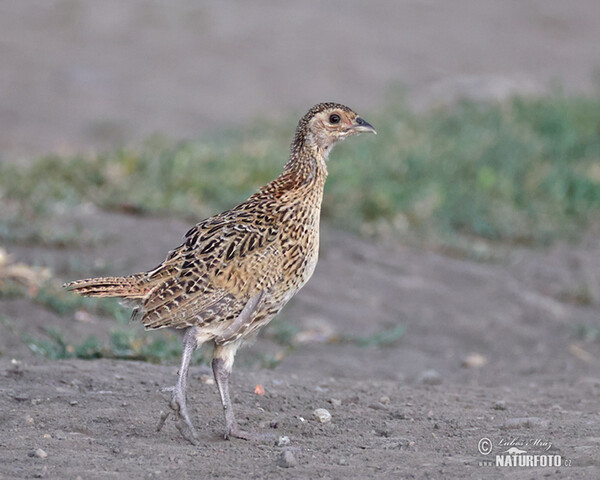 Bažant obecný (Phasianus colchicus)