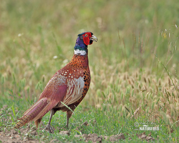 Bažant obecný (Phasianus colchicus)