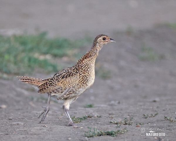 Bažant obecný (Phasianus colchicus)