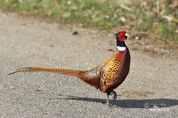 Bažant obecný (Phasianus colchicus)