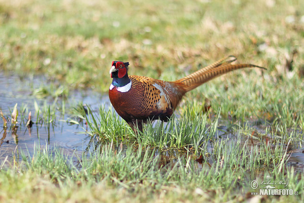 Bažant obecný (Phasianus colchicus)