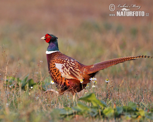 Bažant obyčajny (Phasianus colchicus)