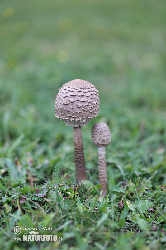 bedľa vysoká (Macrolepiota procera)