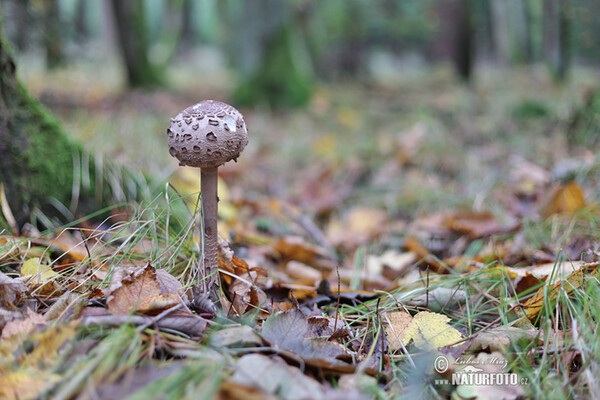 bedľa vysoká (Macrolepiota procera)