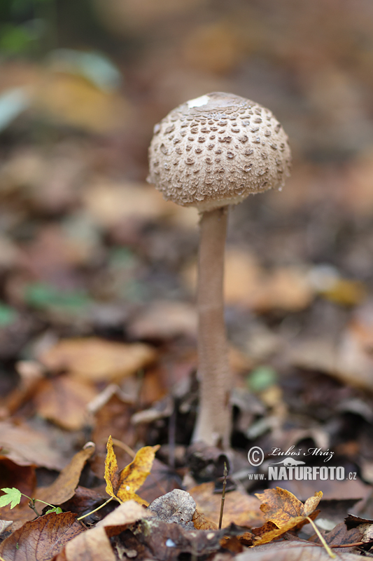 bedľa vysoká (Macrolepiota procera)