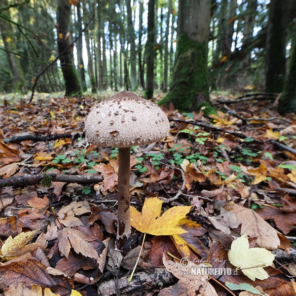 bedľa vysoká (Macrolepiota procera)