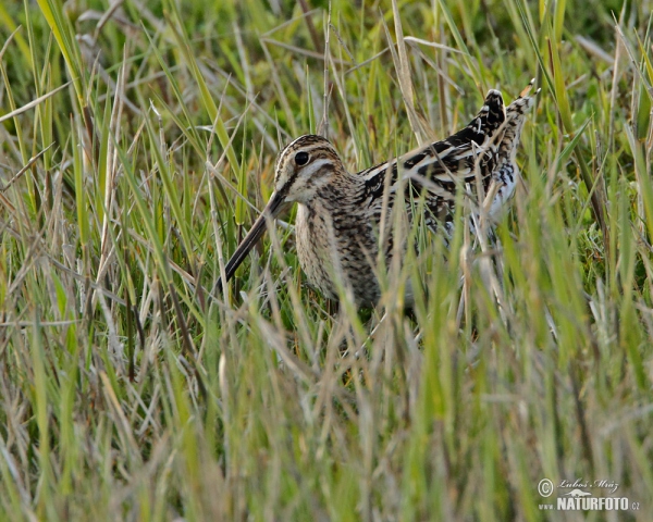 Bekasina otavní (Gallinago gallinago)