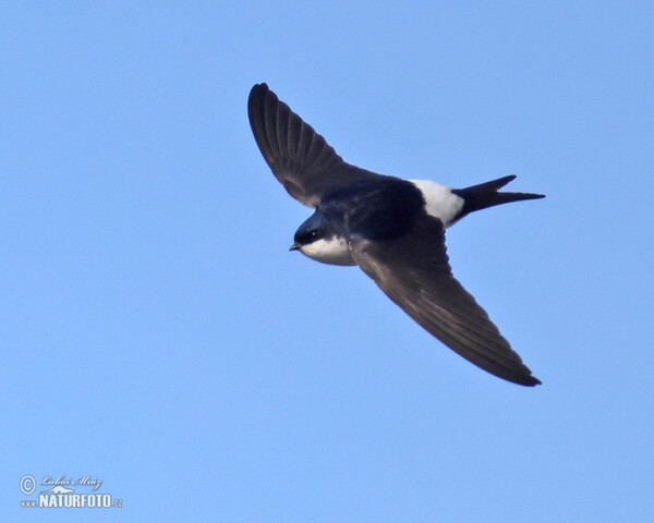 Belorítka obyčajná (Delichon urbica)