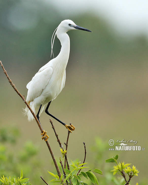 Beluša malá, Volavka striebristá, Čapľa malá (Egretta garzetta)