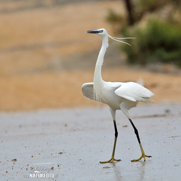 Beluša malá, Volavka striebristá, Čapľa malá (Egretta garzetta)