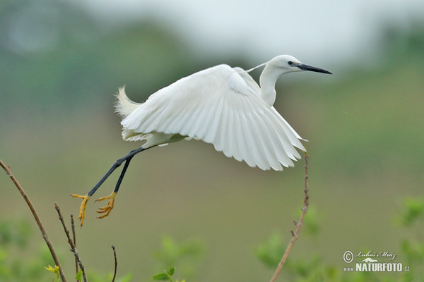 Beluša malá, Volavka striebristá, Čapľa malá (Egretta garzetta)