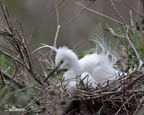 Beluša malá, Volavka striebristá, Čapľa malá (Egretta garzetta)