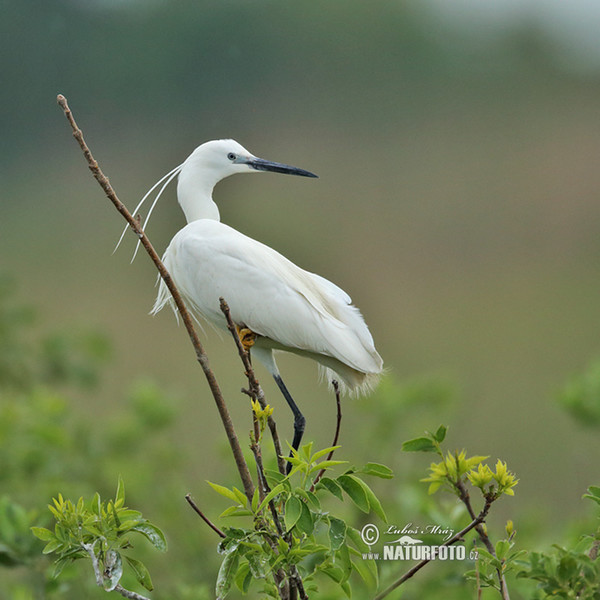 Beluša malá, Volavka striebristá, Čapľa malá (Egretta garzetta)